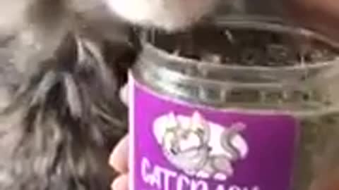 that's what catnip means