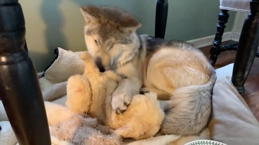 Wolf destroy the puppy dog toy