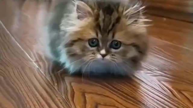 funny cat videos | cute cats | cute animals | funny cats | kittens cats meowing