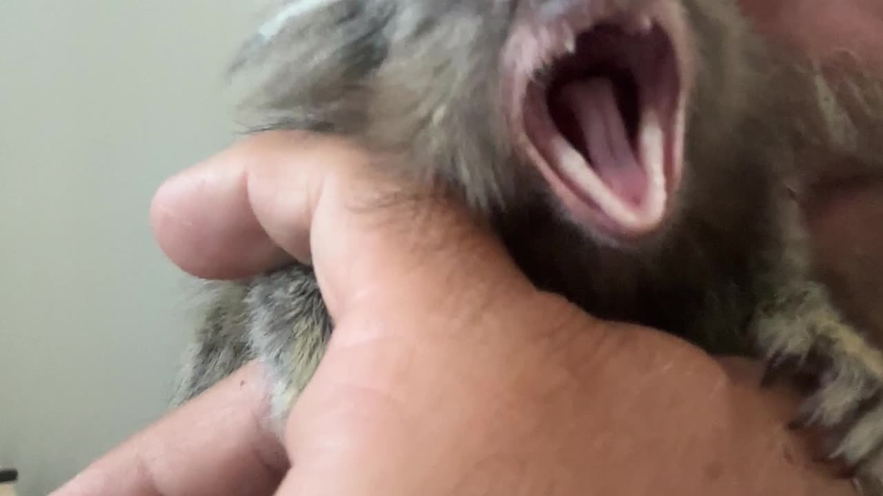 Baby Marmoset Yawning