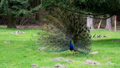 Beautiful peacock1