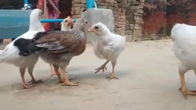 Hen comedy video