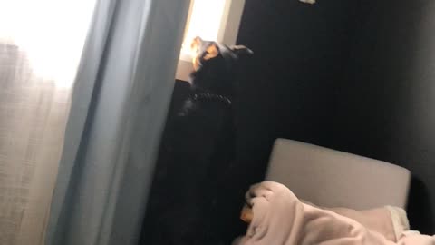 dog curious of what's outside