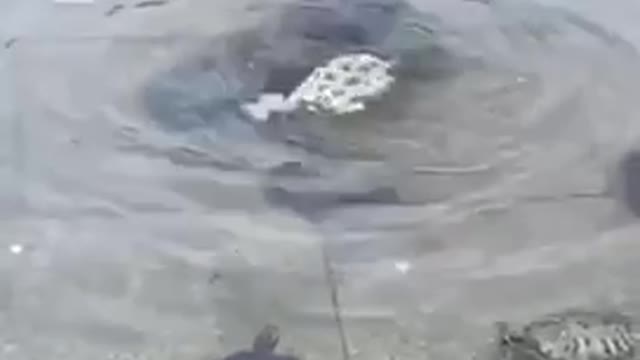 Animals have senses to help others