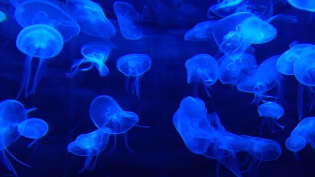 Jellyfishes