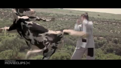 Cow and men fight very funny scene video