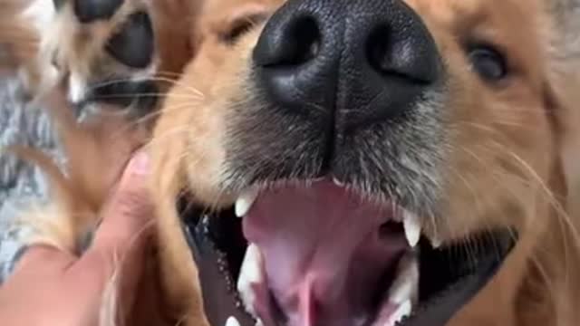 I Love Pets - Funny Pets Video Clips #Funny Pets