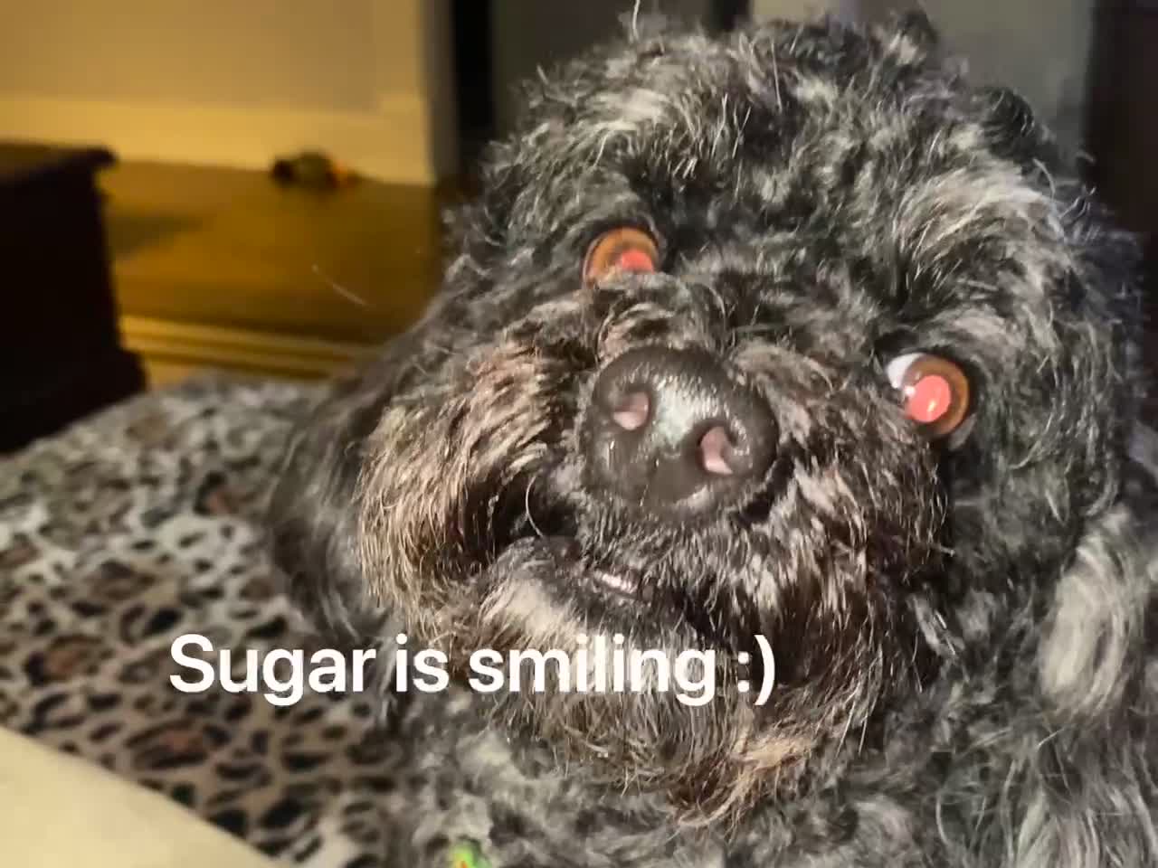 The Smiling Dog