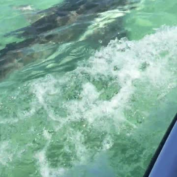 Shark Attacks Jetski
