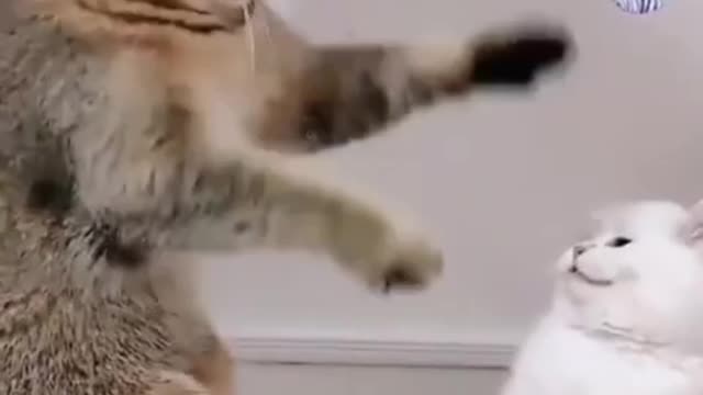 Cat fighting amazing bideo