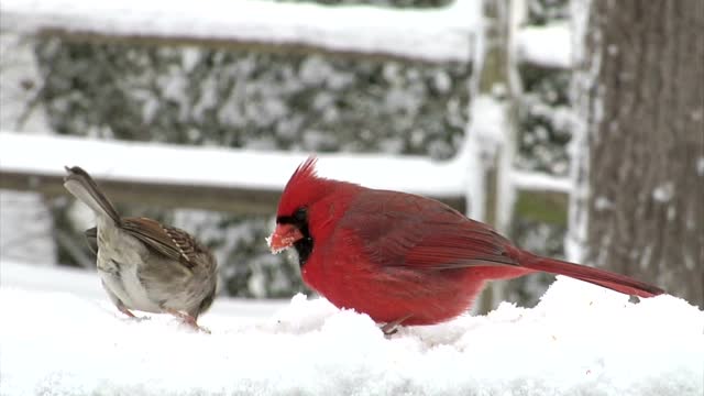 Cardinal red bird.