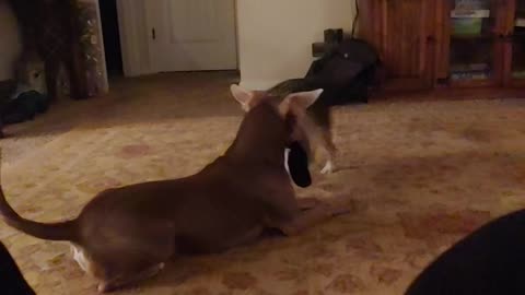 Chopper playing with Pup Pup