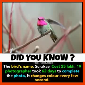 Colour changing bird name Surakav
