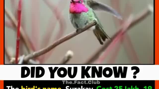 Colour changing bird name Surakav