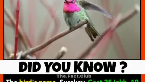 Colour changing bird name Surakav