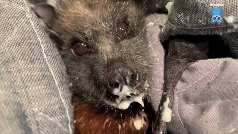 Rescued flying-fox in care night one day 2 this is Maze