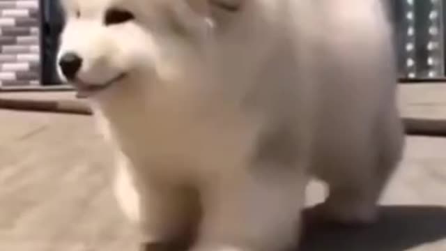 Cutest puppy dancing