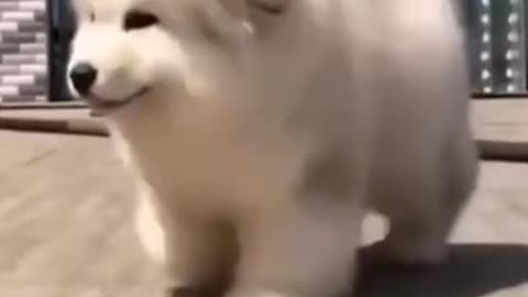 Cutest puppy dancing