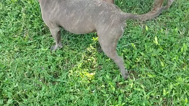 Pit bull playing