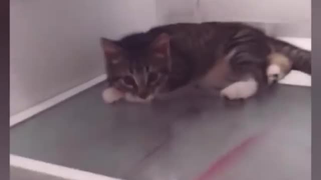 😸🐈Funniest Cat Moment! Best Cat Video E...😃😁👈