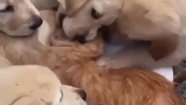 Dog loves Funny