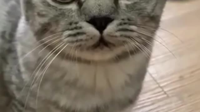 The funniest animals in the world.