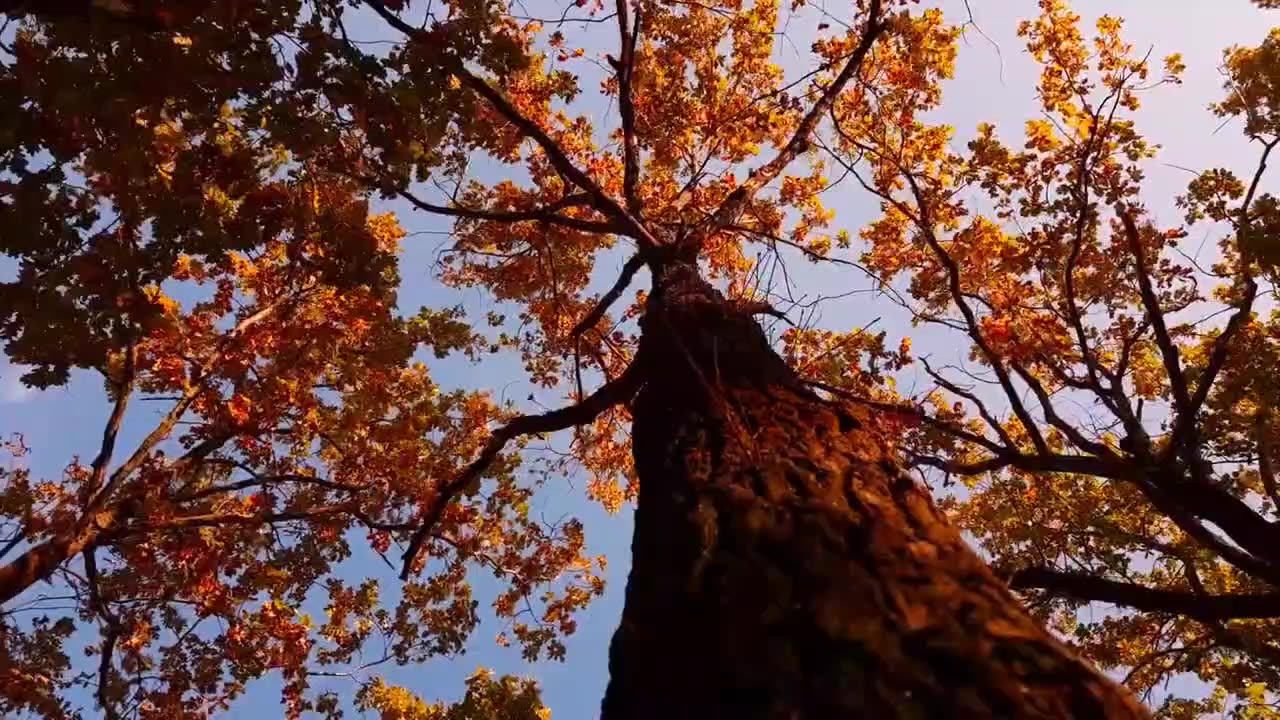 4k Autumn Season Beautiful View Of All-around Natural Effect On The Earth