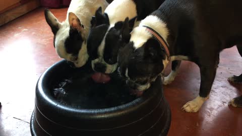 At the water bowl