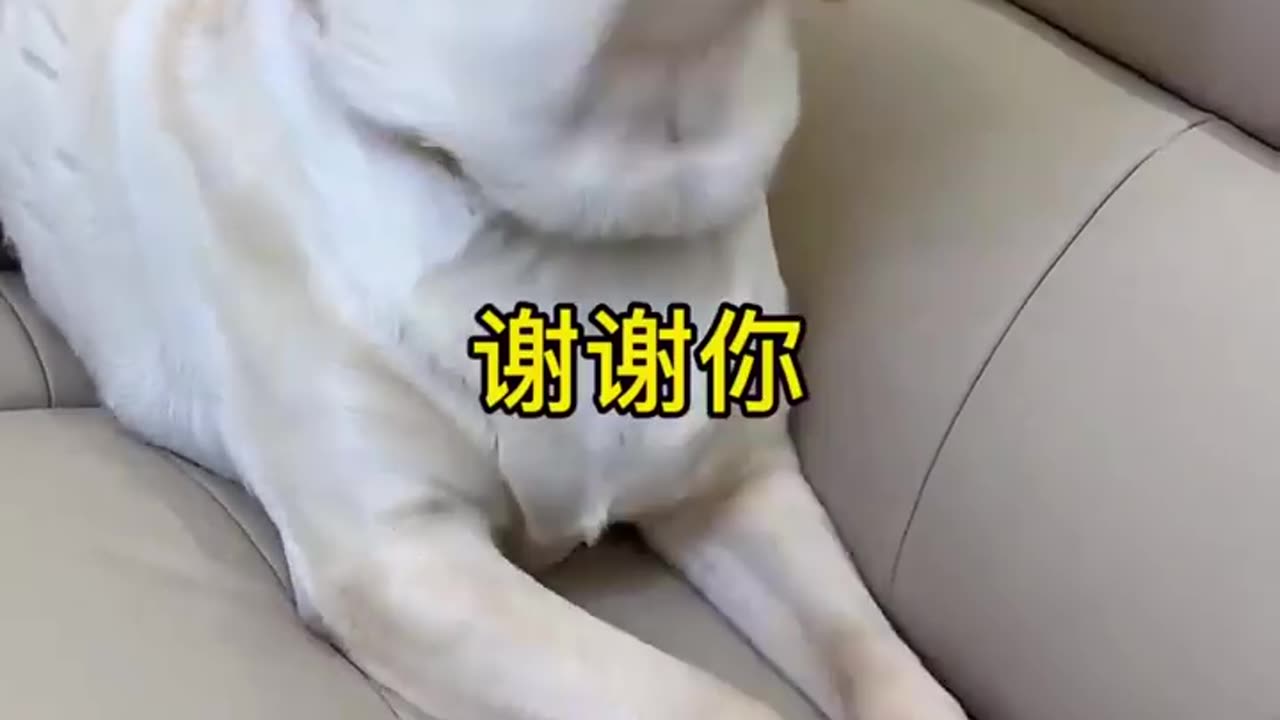 Funny Smart Dog 😂🤣😂 Funny Video 🤣🤣 #comedy #funny # dog