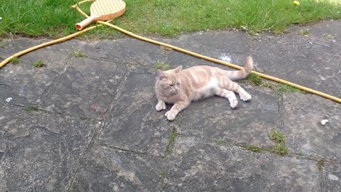 FAST TORTOISE HUNTS & RELENTLESSLY ATTACKS CAT FROM GARDEN