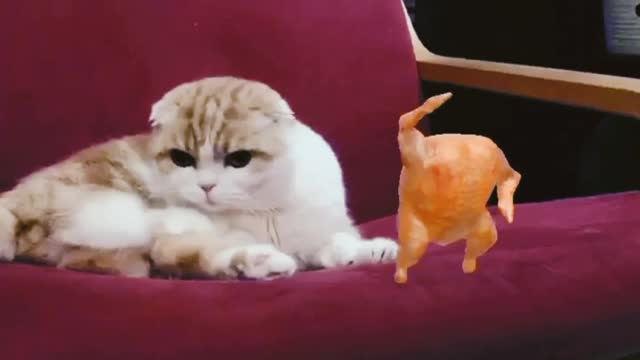 Why Cat Not Interest to Eat Chicken.