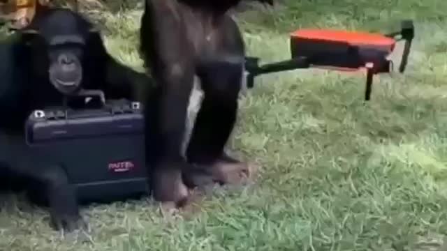 Monkey play