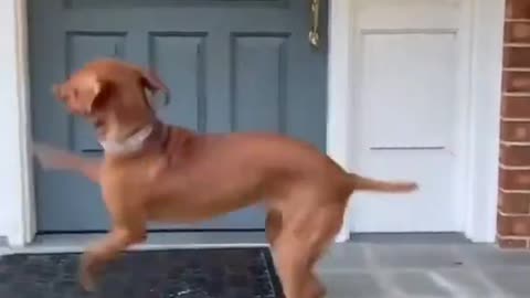 Dog video funny videos