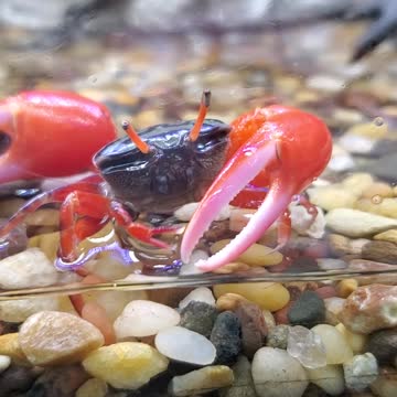 Meet the beautiful Watermelon Fiddler Crab