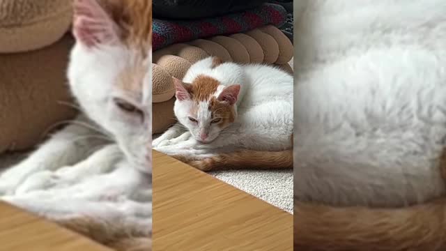 Years are quiet, only because of meow