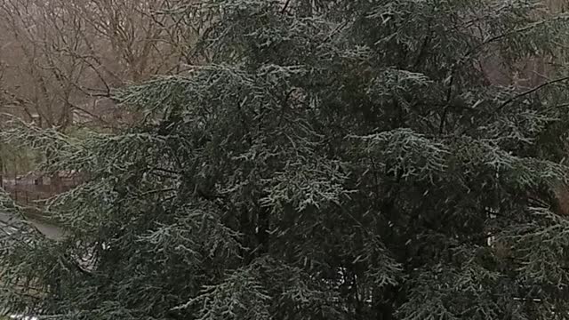 Les gouttes de neige qui tombent sur un arbre