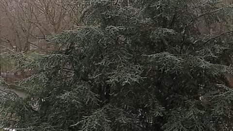 Les gouttes de neige qui tombent sur un arbre