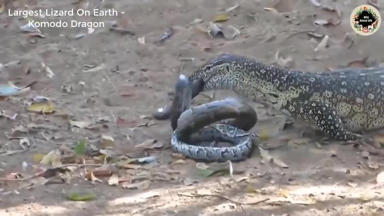 LARGEST LIZARD IN WORLD