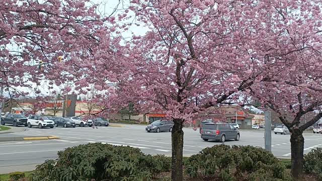 Spring, cherry blossom in Langley, British Columbia