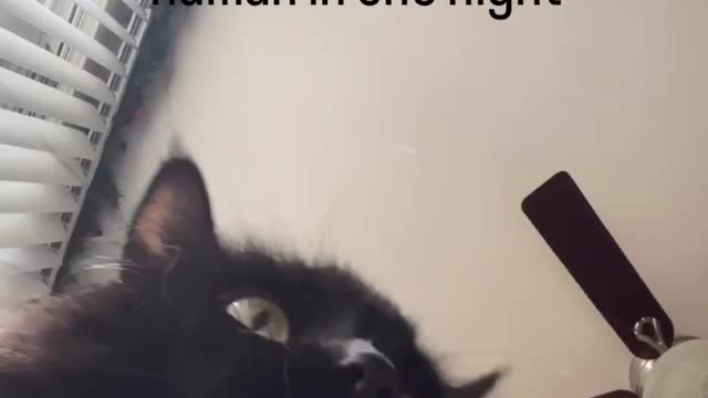 😸😸CATS CALCULATING HOW MANY TIME I CAN WAKE UP A HUMAN IN ONE NIGHT