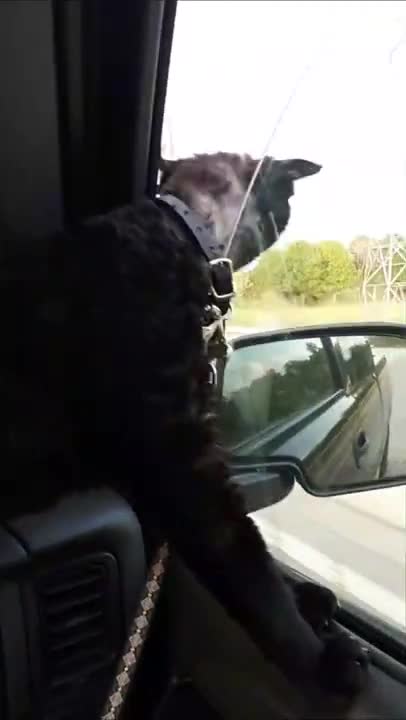 Cute and Funny || Cats || Peeping out of car window