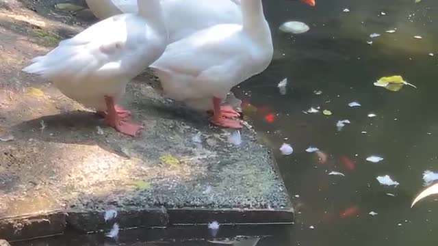 The white swan is watching the food