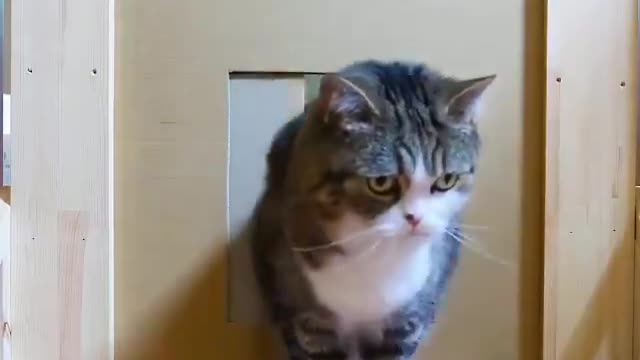 Funny cats - Testing a Cat's patience