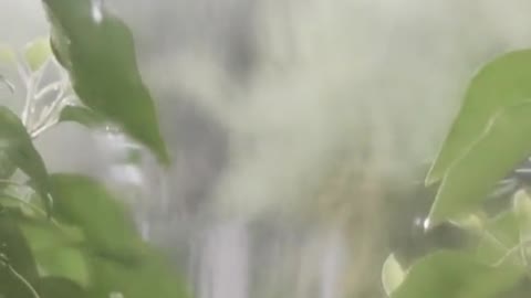 Calming Summer Rain Visual | Short Meditation | Relaxing Music