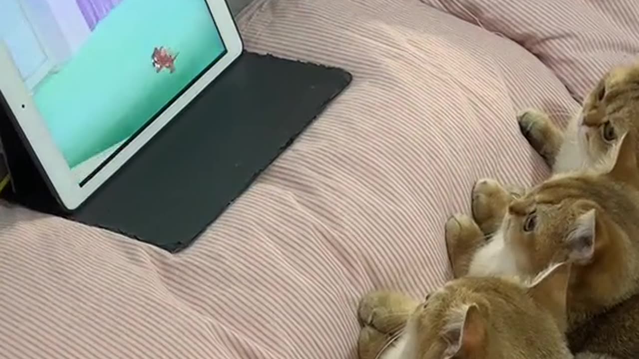 kittens visualized drawings