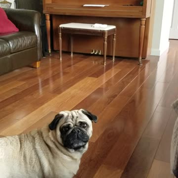 Pug Thinks He’s Being Sprayed Through Window