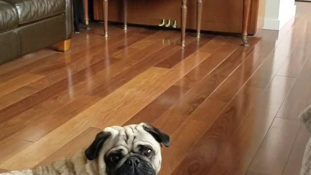 Pug Thinks He’s Being Sprayed Through Window