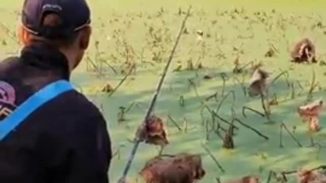 Fish hunting | Amazing fishing catching in the Lake#148