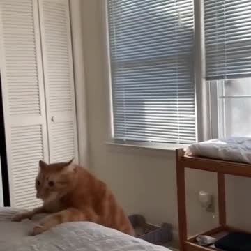 oments Viral Clips #shorts Video😂_#trending #animals #funny #reels