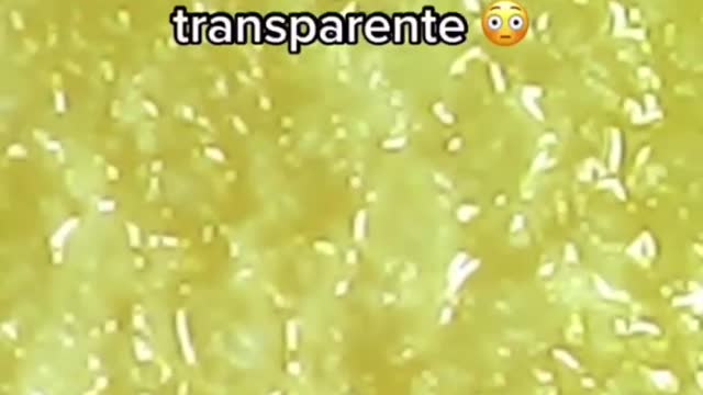 EXPERIMENTO DO OVO NO MICROSCÓPIO/EGG EXPERIMENT UNDER THE MICROSCOPE